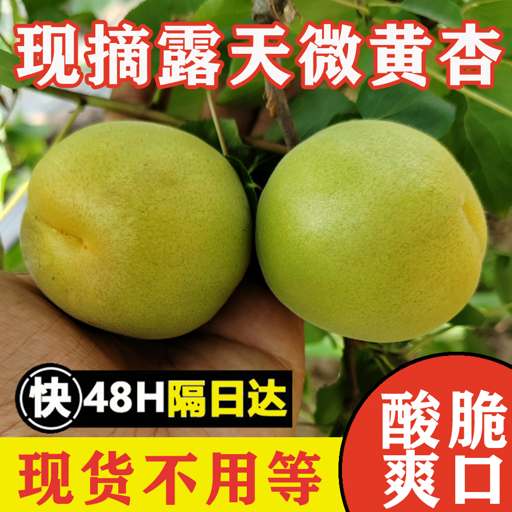 【24年现摘露天】微黄杏酸脆杏7分熟杏子酸脆多汁金太阳当季水果