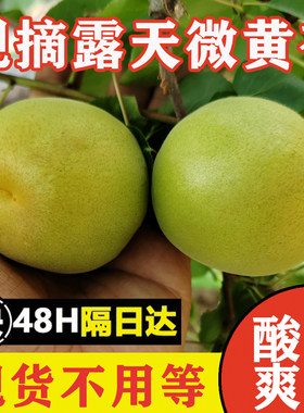 【26年现摘微黄杏】微黄杏酸脆杏7分熟杏子酸脆多汁金太阳当季果