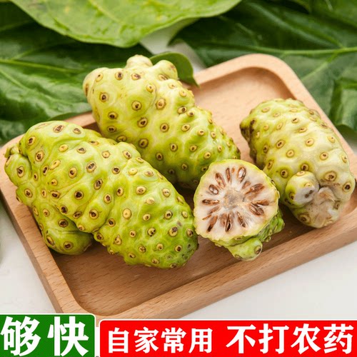 三亚诺丽果价格 三亚诺丽果图片 星期三 三亚诺丽果价格 三亚诺丽果图片 星期三