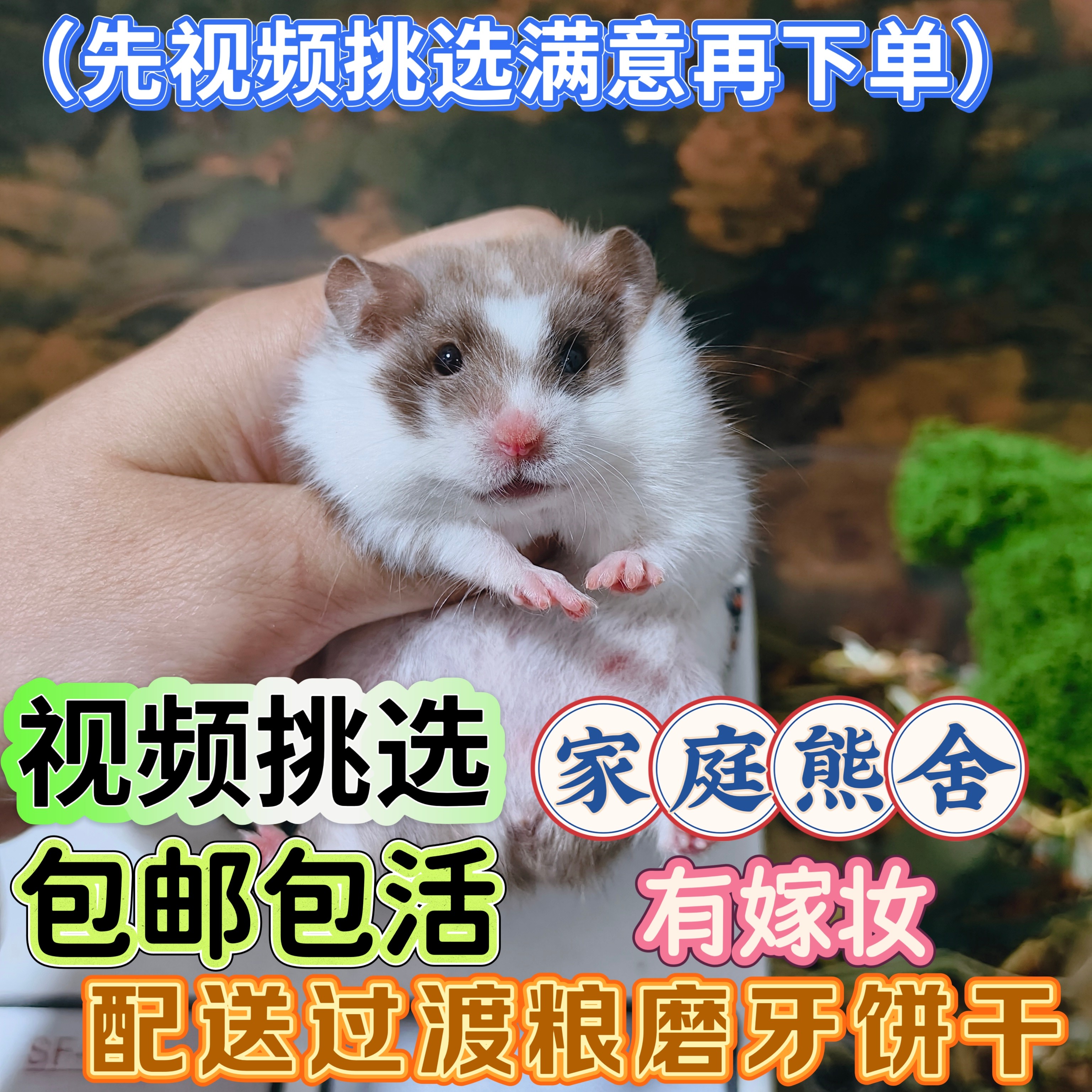 金丝熊波利仓鼠满月幼崽宝宝直毛仓鼠