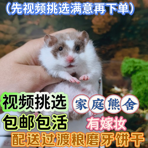 金丝熊波利仓鼠满月幼崽宝宝直毛卷毛黄波小仓鼠哈利波特