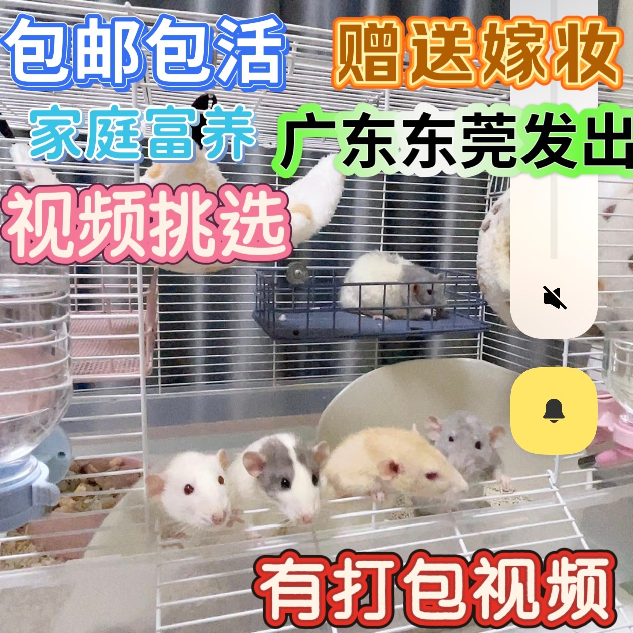 花枝鼠活宠物粘人暹罗饿蓝亲人正仓鼠