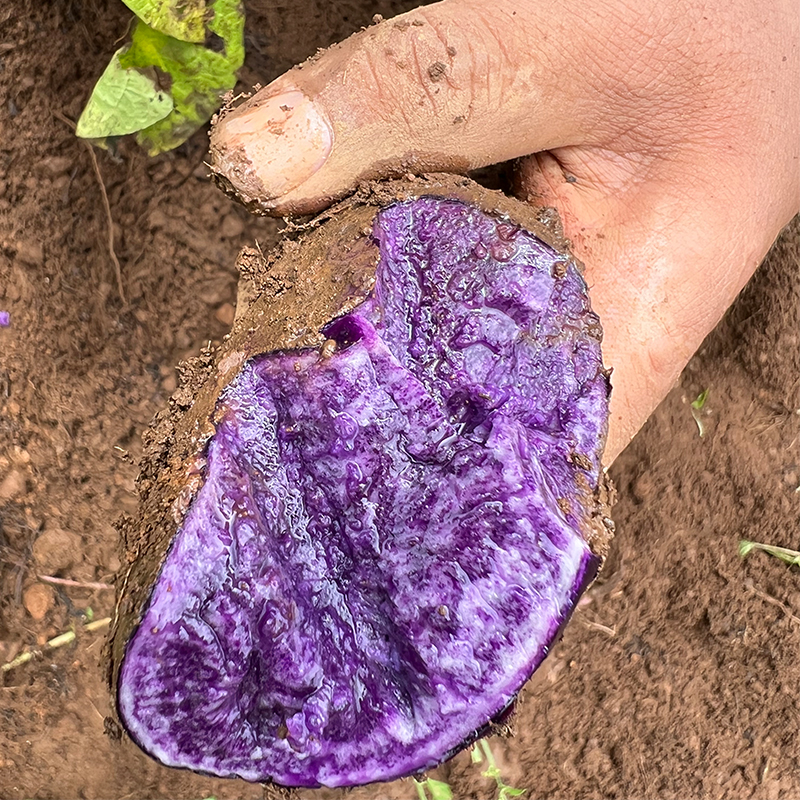 【坏果包赔】云南2025年新鲜黑土豆老品种马铃薯5斤/9斤