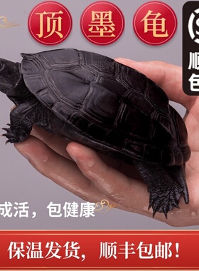 顶墨龟纯种全黑外塘中华草龟长寿黑腹一对情侣小乌龟苗活物活体