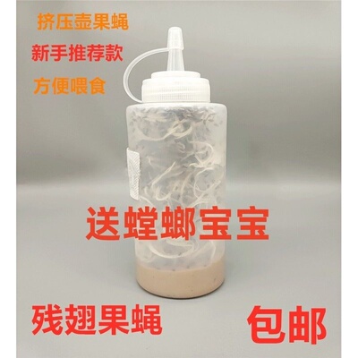 包邮果蝇杯活体螳螂 跳蛛饲料大小果蝇残翅无翅树蛙活体饲料