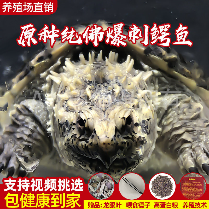 原种爆刺纯佛凶猛鳄鱼龟精品杂佛北美小鳄龟苗乌龟宠物龟活体包邮图片