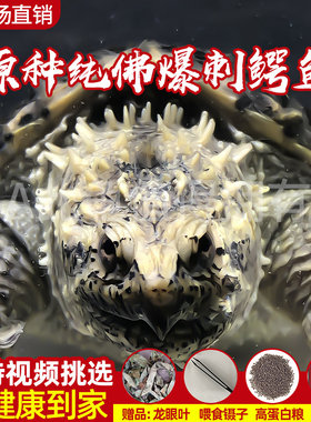 原种爆刺纯佛凶猛鳄鱼龟精品杂佛北美小鳄龟苗乌龟宠物龟活体包邮