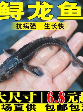 鲟龙鱼苗淡水养殖鱼缸鱼塘中华观赏鱼活体尖嘴鲟大型冷水鱼鲟鱼苗