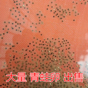 青蛙卵小蝌蚪苗活体黑斑蛙养殖包技术包活小青蛙找妈妈教程宠物