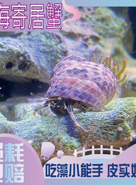 海洋寄居蟹活体海洋生物清缸吃藻吃残渣观赏活体红脚寄居蟹除藻