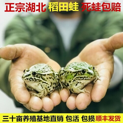 活体小青蛙宠物青蛙稻田养殖基地包技术钓黑鱼幼蛙吃蚊虫黑斑蛙