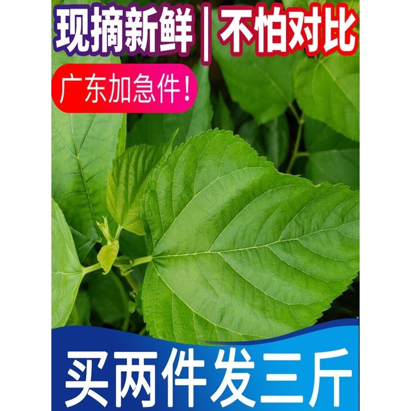 桑叶新鲜500克桑树嫩叶蚕叶喂蚕宝宝饲料养蚕1斤包邮广东广州深圳