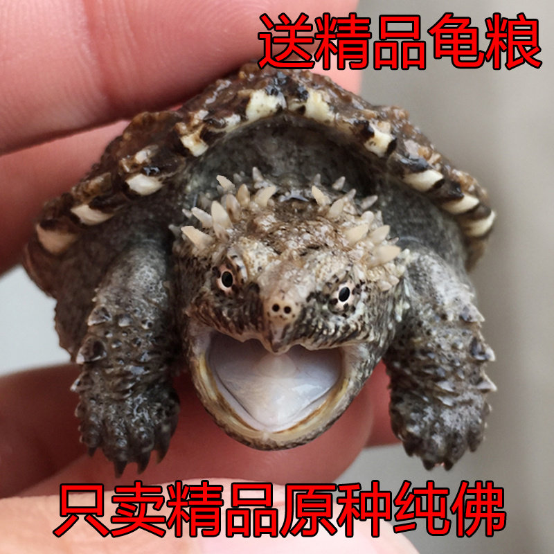 原种纯佛鳄龟爆刺鳄鱼龟幼苗佛鳄龟活物杂佛北美小鳄龟乌龟宠物图片