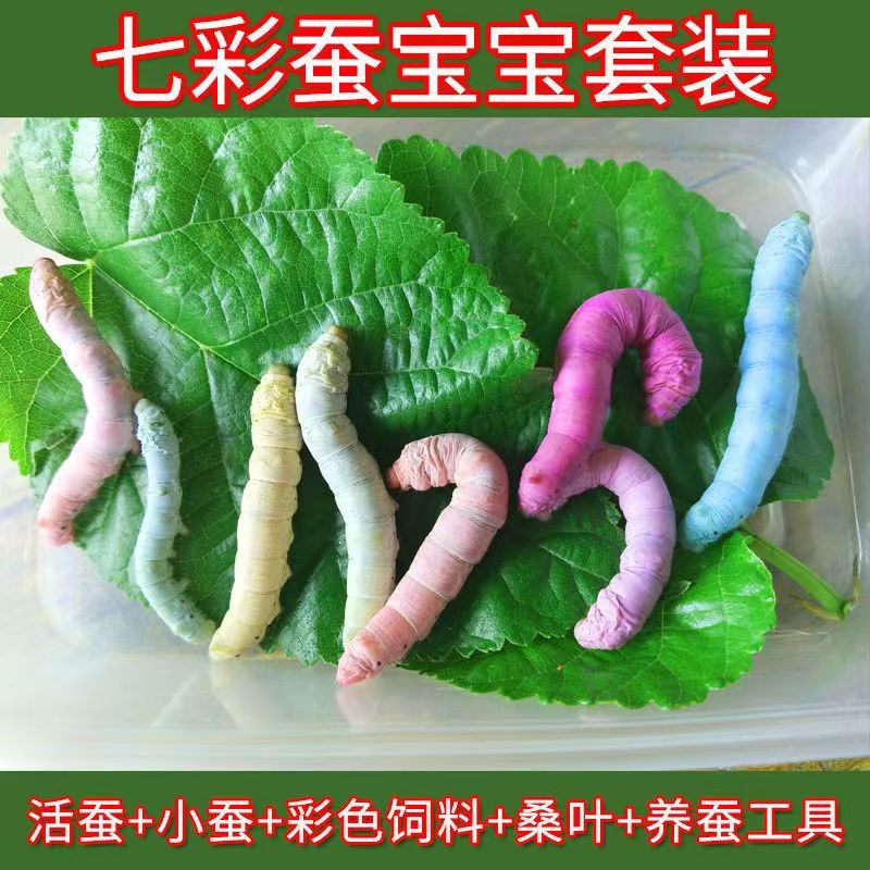 特价彩色蚕宝宝学生养蚕套装活体七彩金丝蚕蚕卵幼虫食用新鲜桑叶