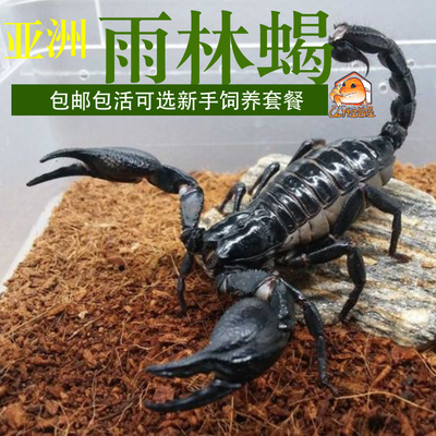 热带雨林蝎子活的爬宠学生版网红昆虫宠物无毒爆款全套新手套餐