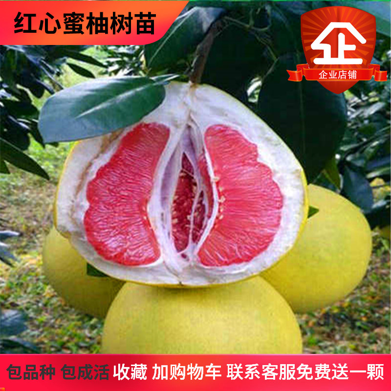 红心蜜柚苗柚子树苗湖南产地直销优价促销大橘子树苗红肉蜜柚苗