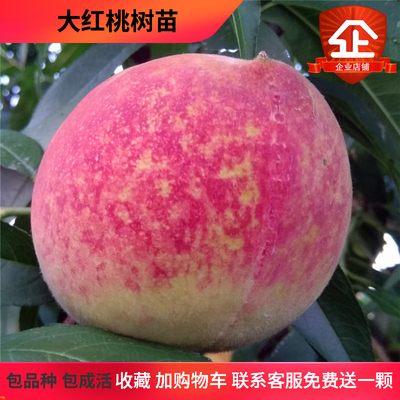 桃子树苗浓甜果肉脆爽