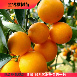 滑皮金桔树苗湖南果树苗大果滑皮金钱橘苗盆栽南方生长桔子