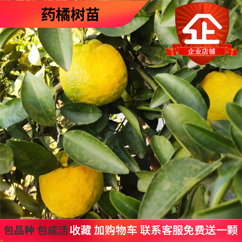 湖南产地直销果树苗橘子苗优价促销药桔树苗特价包邮