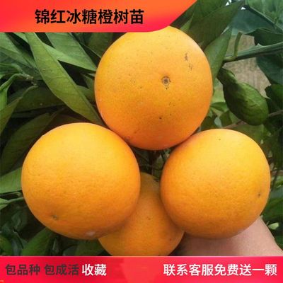 纯甜无酸冰糖橙细嫩化渣