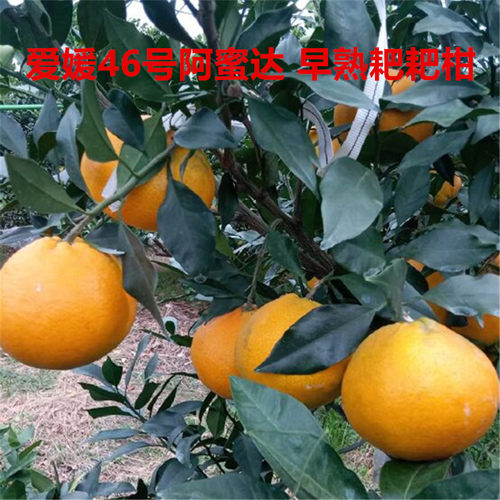 爱媛46号阿蜜达树苗早熟耙耙柑柑桔新品种皮薄多汁对版