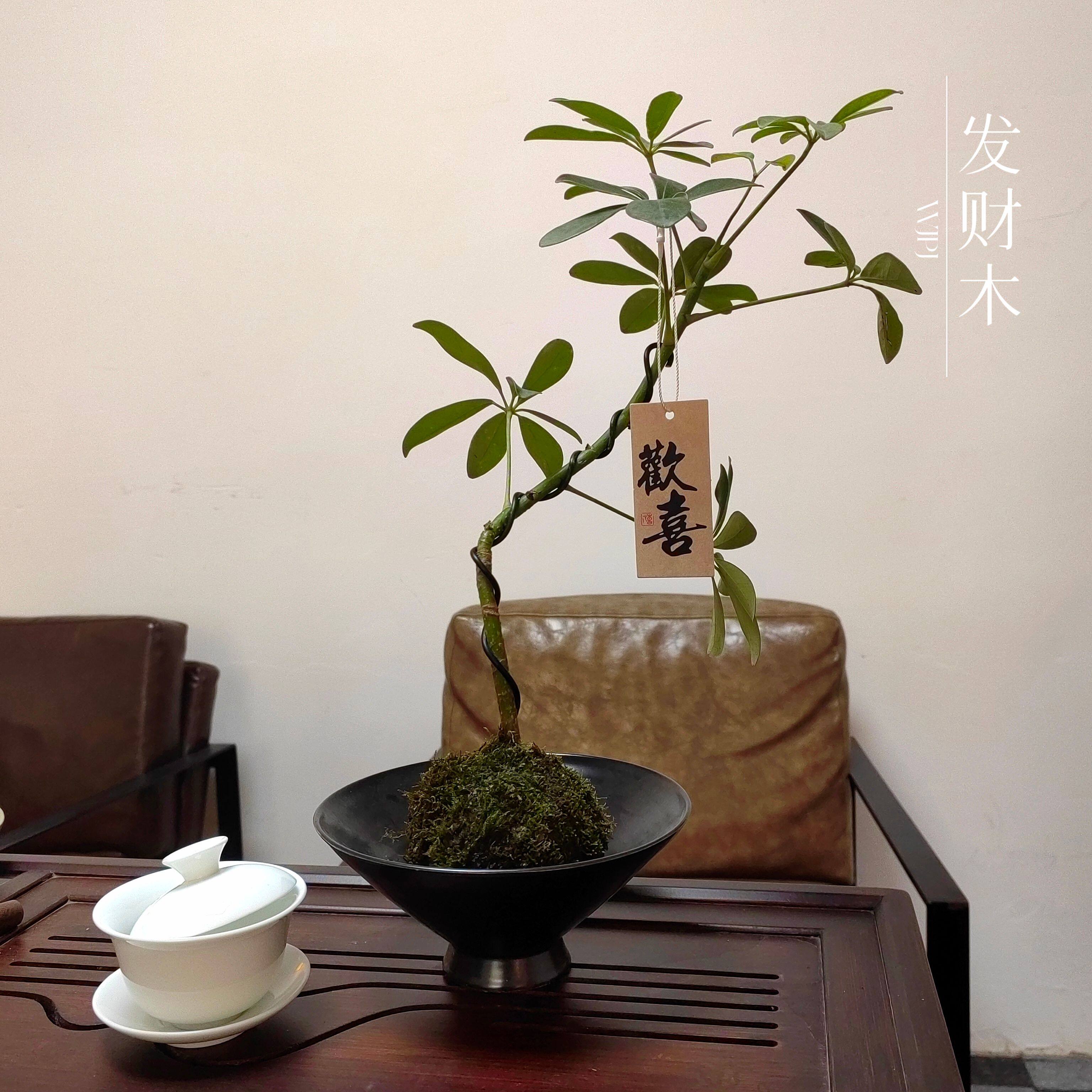 发财木苔癣球中式室内桌面小型植物盆栽