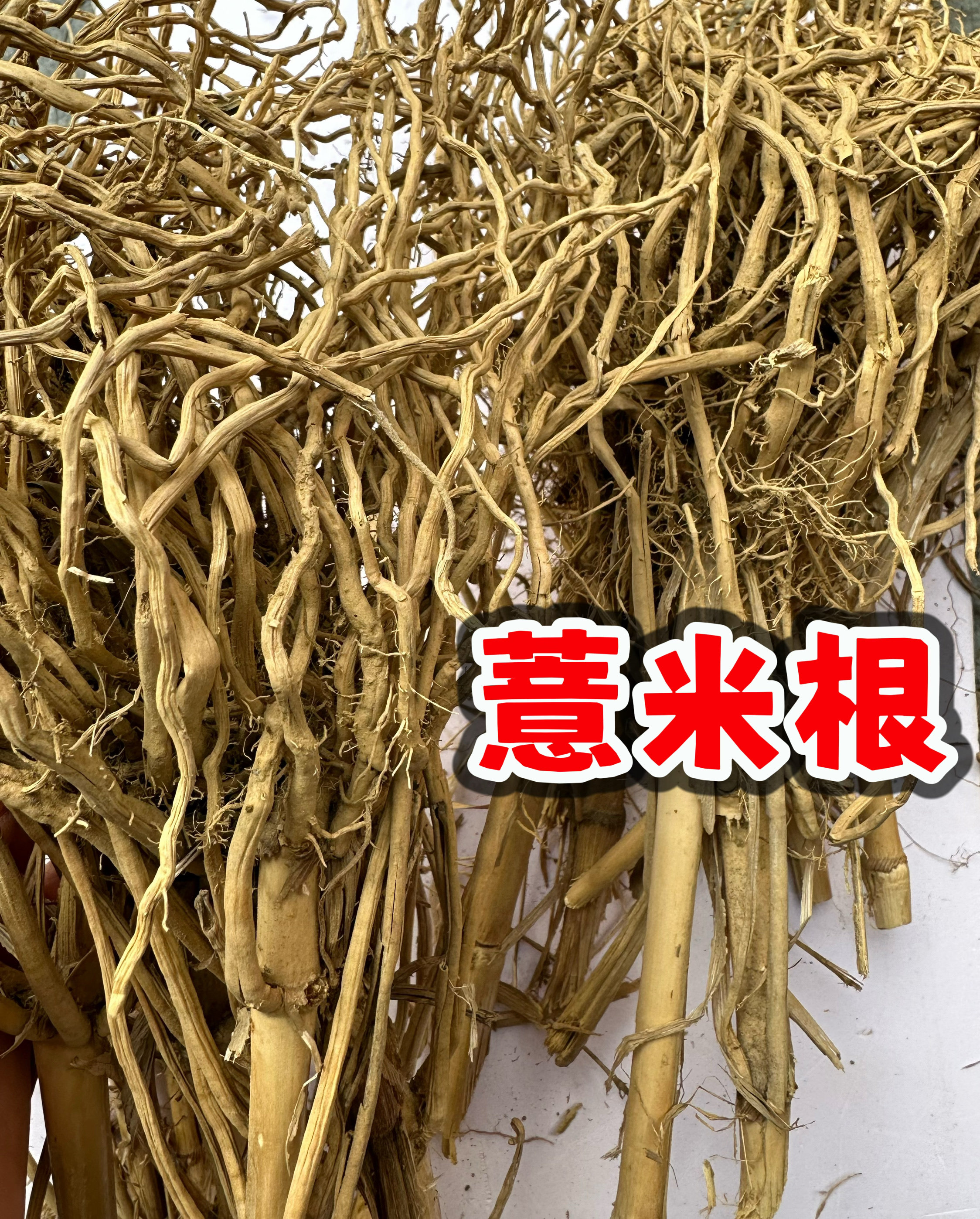 福建薏米根 尿珠子根  薏苡根 干品包邮
