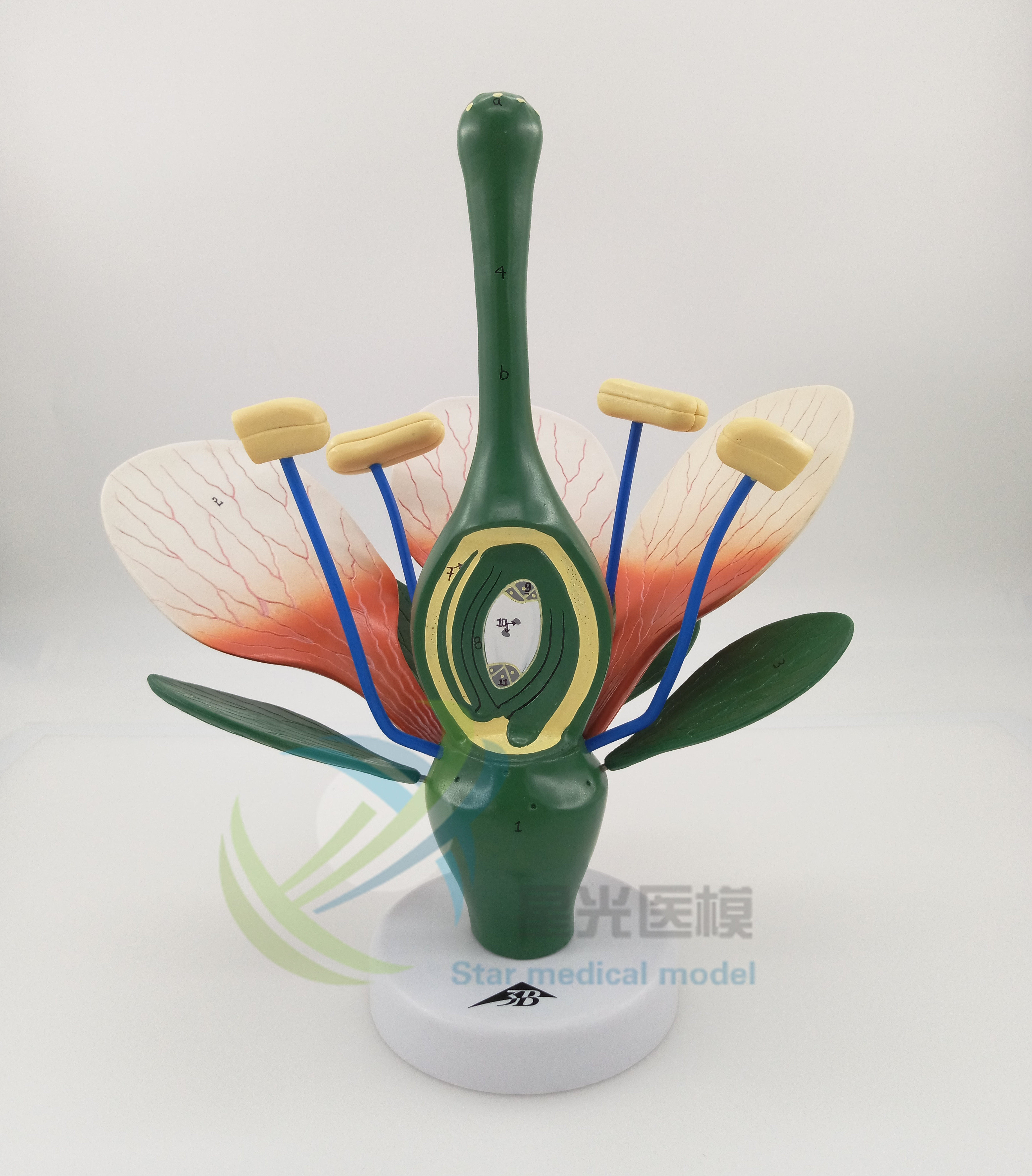 starlight Peach blossom Model typical Gemini Leaves and flowers Structure Model small-scale Peach blossom anatomy specimen Biology Botanyin the Toy/Childs/Puzzle/Building block/Model , Static model , Other model toys  category - from Buy2taobao.com to provide professional Taobao agent buy service