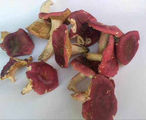 正宗野生红蘑菇香菇高档红姑500g