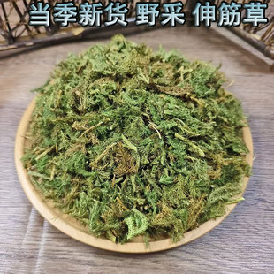正宗伸筋草中药材山货舒筋草双三藤桂枝汤正品宽筋草狮子草石松草