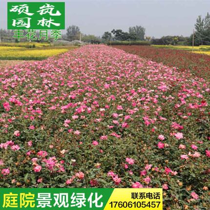 北京红帽子月季花苗北方耐寒植物庭院绿化工程苗花坛花镜花灌木类