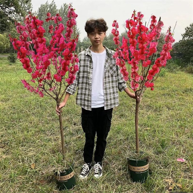红梅树苗盆栽素心腊梅美人梅榆叶梅盆景浓香型耐寒庭院植物花卉苗