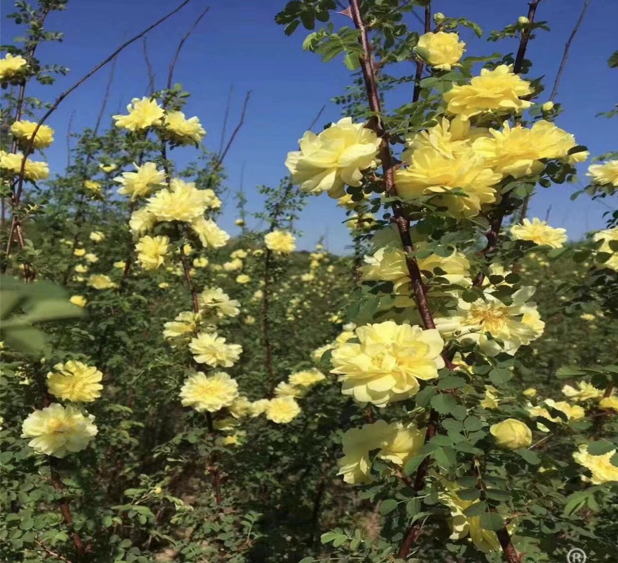 黄刺梅苗花镜红刺玫苗庭院别墅重瓣花卉耐寒耐旱工程绿化苗木