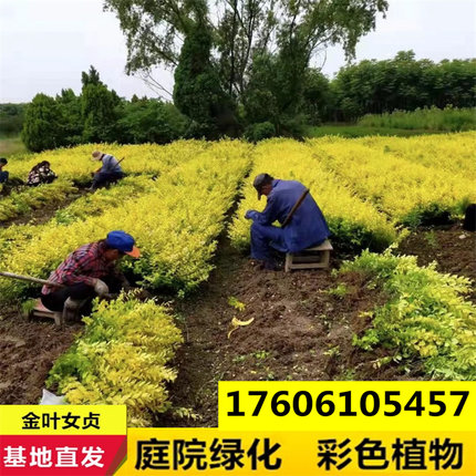 金叶女贞树苗四季常青小叶女贞黄杨球篱笆苗水蜡耐寒别墅庭院绿化