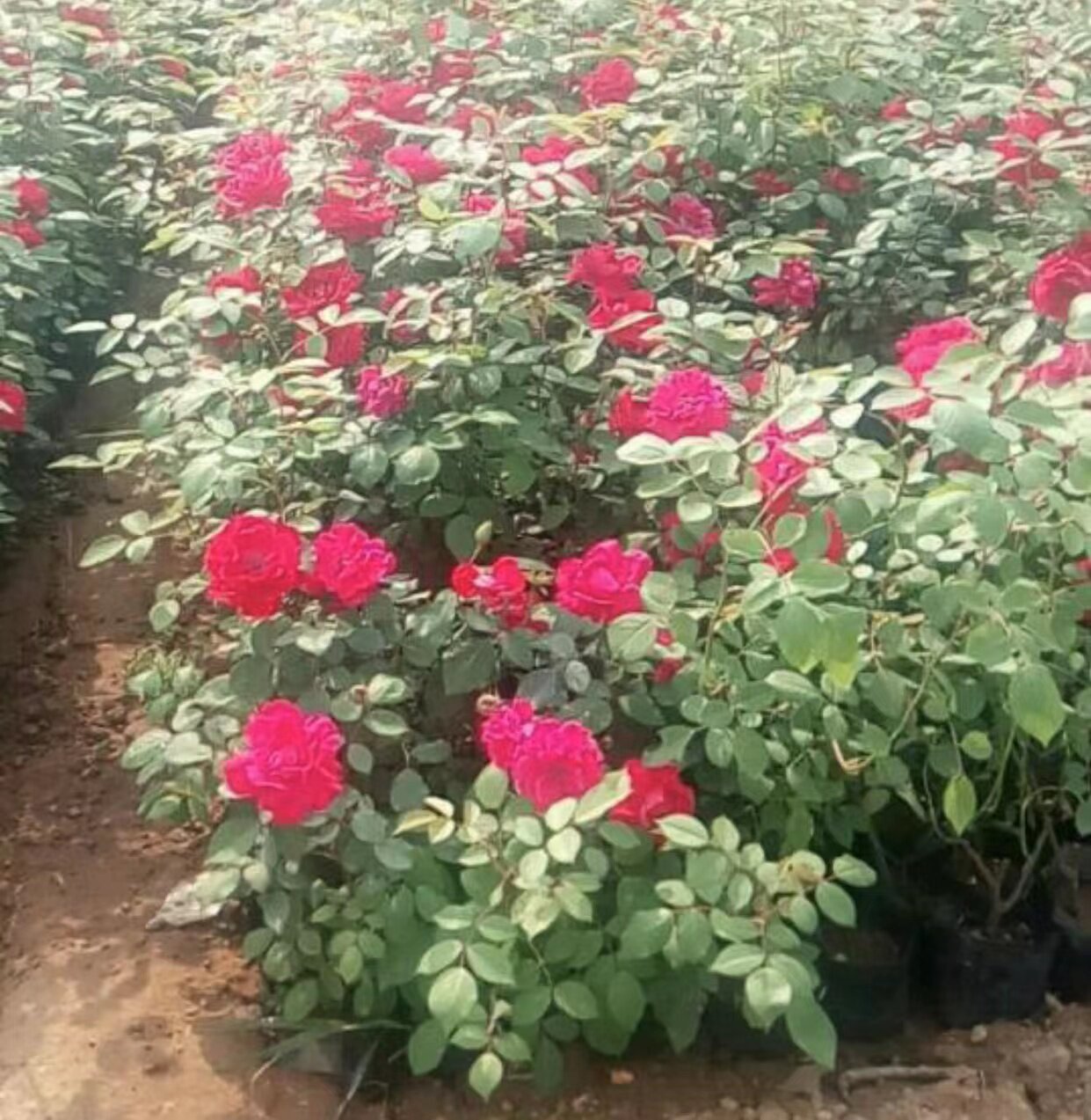 绿化工程苗别墅庭院爬藤红花蔷薇花苗北方耐寒植物浓香型花卉