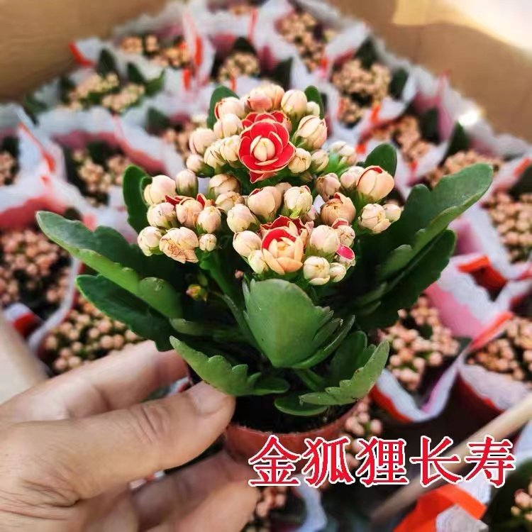 长寿花绿植阳台四季开花带花苞