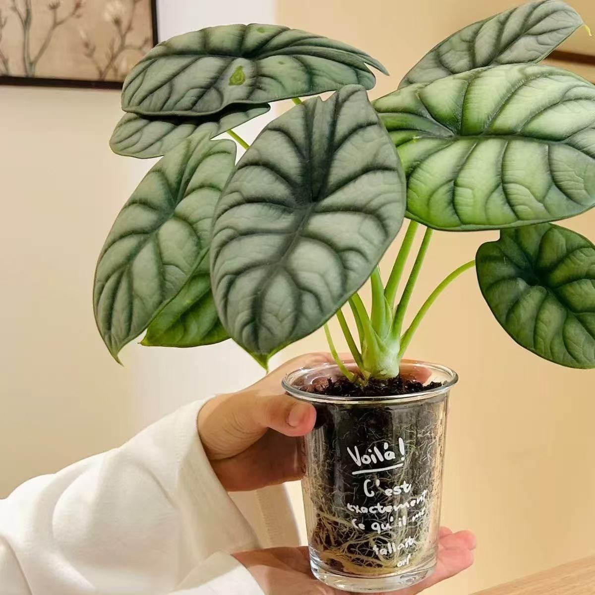 白犀牛海芋ins风网红进口绿植