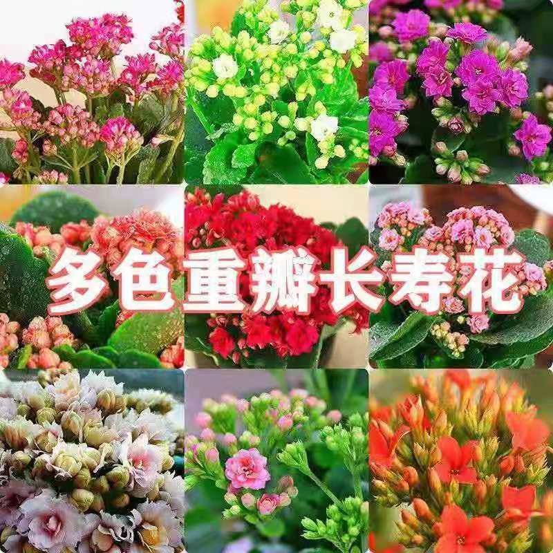 长寿花绿植庭院花苞四季开花