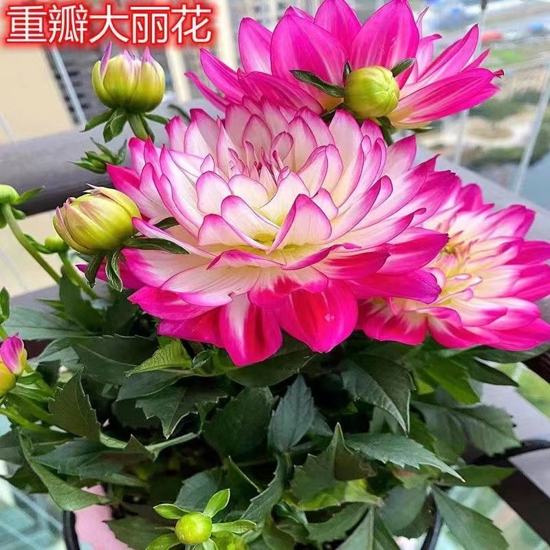 小丽花盆栽花卉客厅四季带花苞