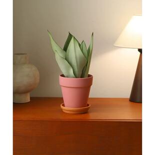 白玉虎皮兰盆栽室内桌面办公室工位桌面绿植摆件耐阴耐干旱植物