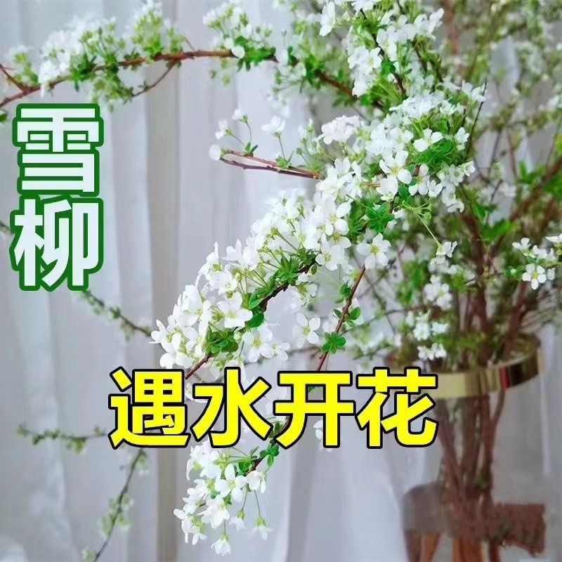 雪柳干花客厅四季美观