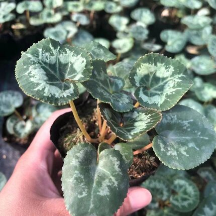 【四季开花】进口仙客来花小苗盆栽室内大花种球花卉绿植花苗好养