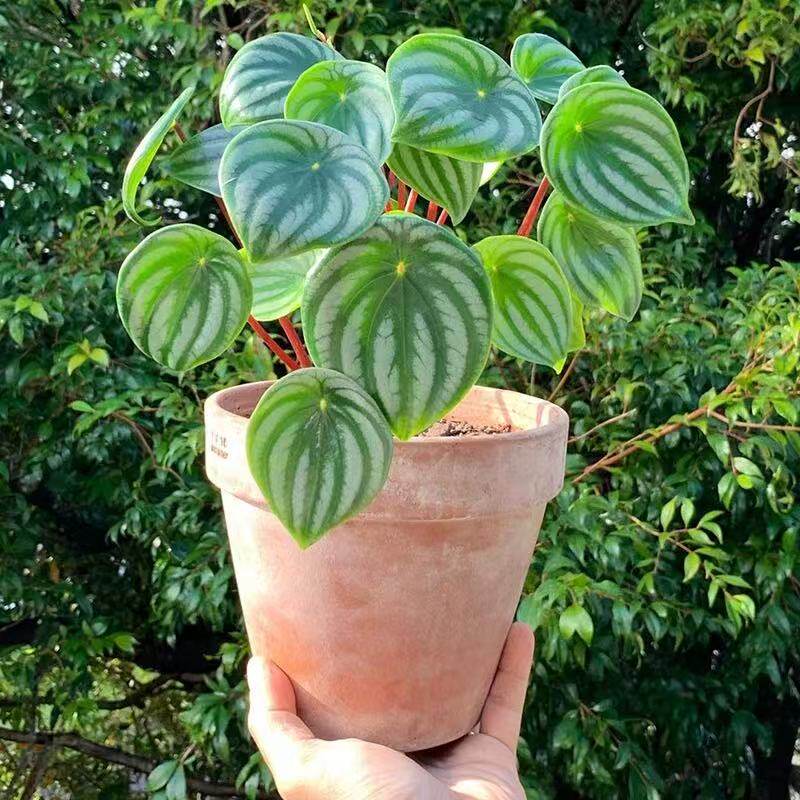 西瓜皮椒叶草北欧风绿植桌面小植