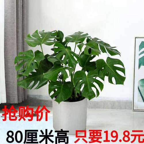 龟背竹盆栽老桩室内净化空气植物