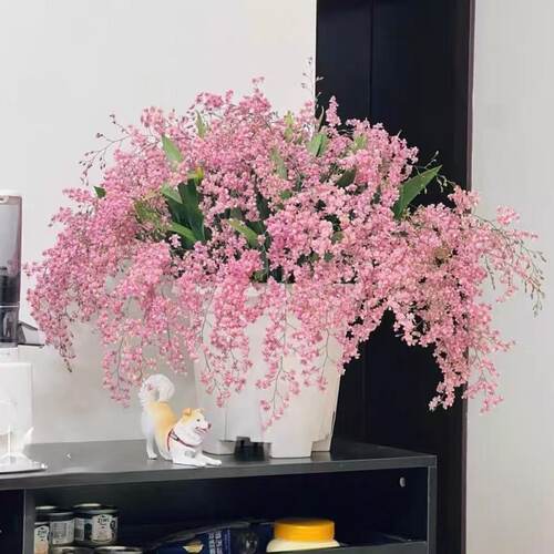 【带花苞】香水文心兰浓香型