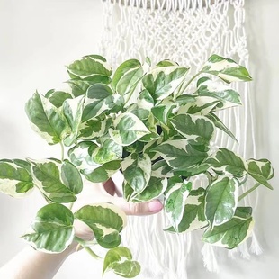 雪花葛白金花叶绿萝垂吊吊兰爬藤室内外花卉绿植盆栽好养净化空气