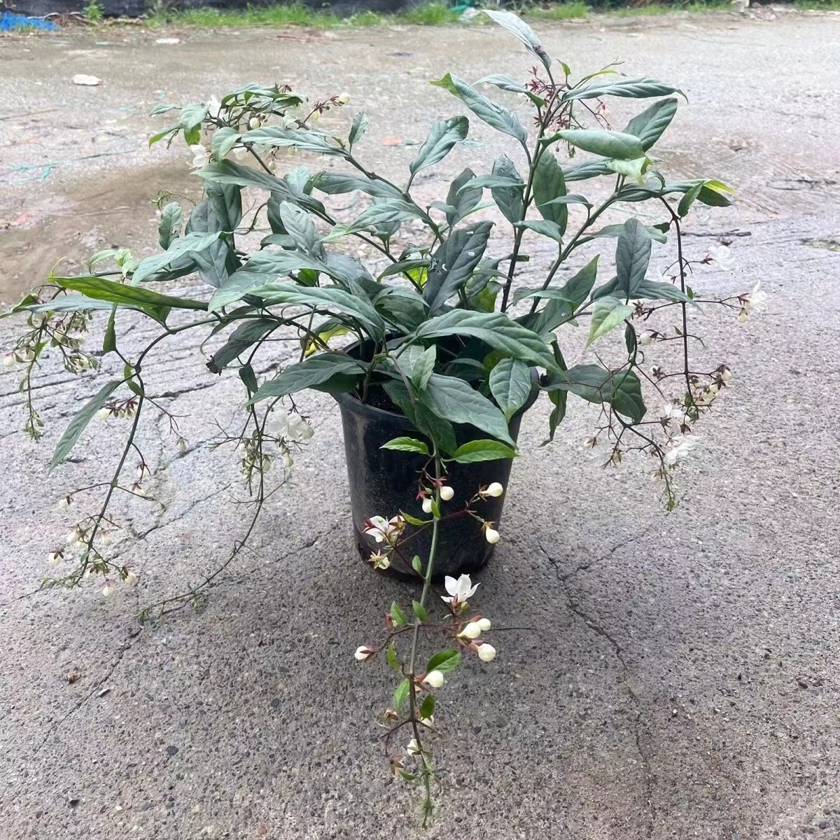 垂丝茉莉茉莉阳台四季美观