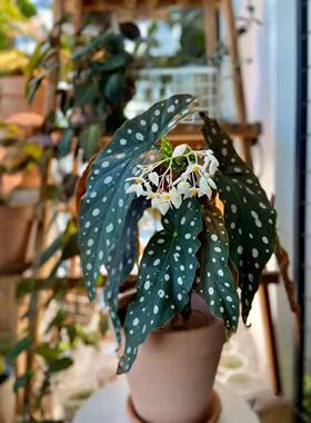 鳟鱼秋海棠 Begonia maculata网红白冰福寿秋海棠竹节类乌头杂