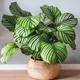 青大苹果竹芋花卉绿植盆栽室内办公室客厅吸烟净化空气四季 常青