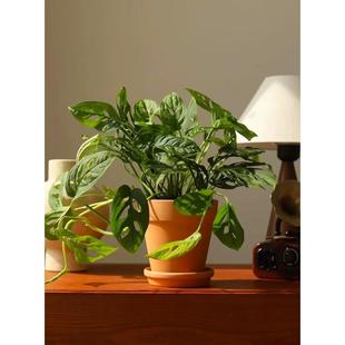 米歇尔仙洞龟背竹洞洞芋垂藤爬藤耐阴净化空气水培室内盆栽除甲醛